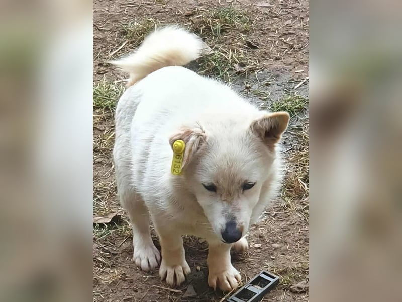 KJELL - Gerettet aus Horror Tötung Slatina, Ostern'22