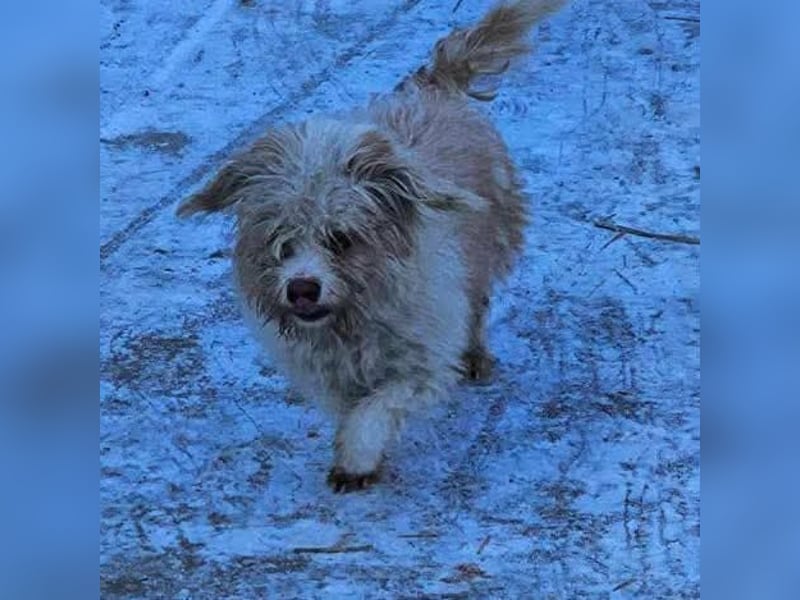 PomPom - Gefunden auf der Straße Rumäniens