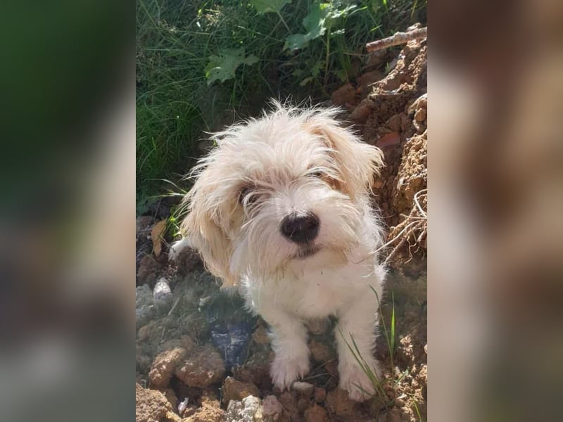 PomPom - Gefunden auf der Straße Rumäniens