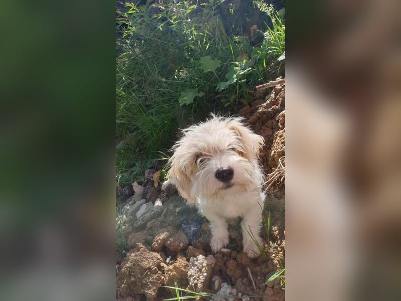 PomPom - Gefunden auf der Straße