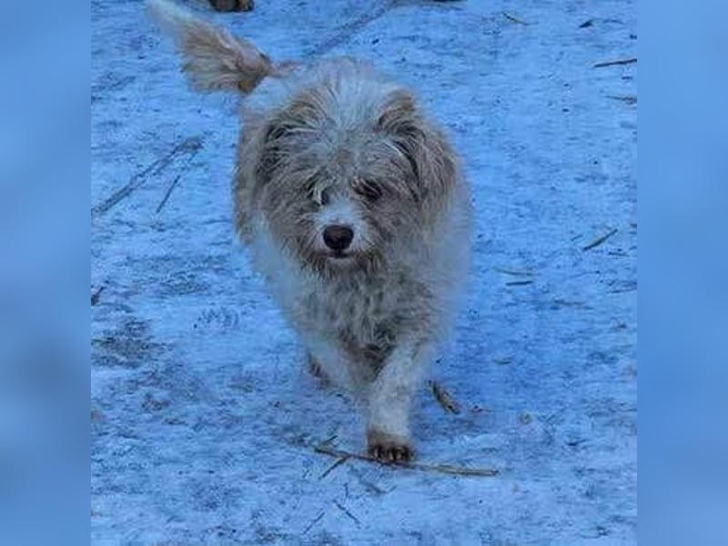 PomPom - Gefunden auf der Straße