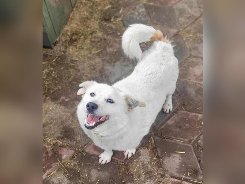 KJELL - Gerettet aus Horror Tötung Slatina, Ostern'22