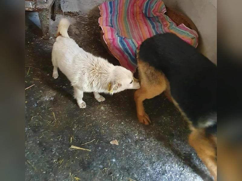 KJELL - gerettet aus Horror Tötung Slatina, Ostern'22