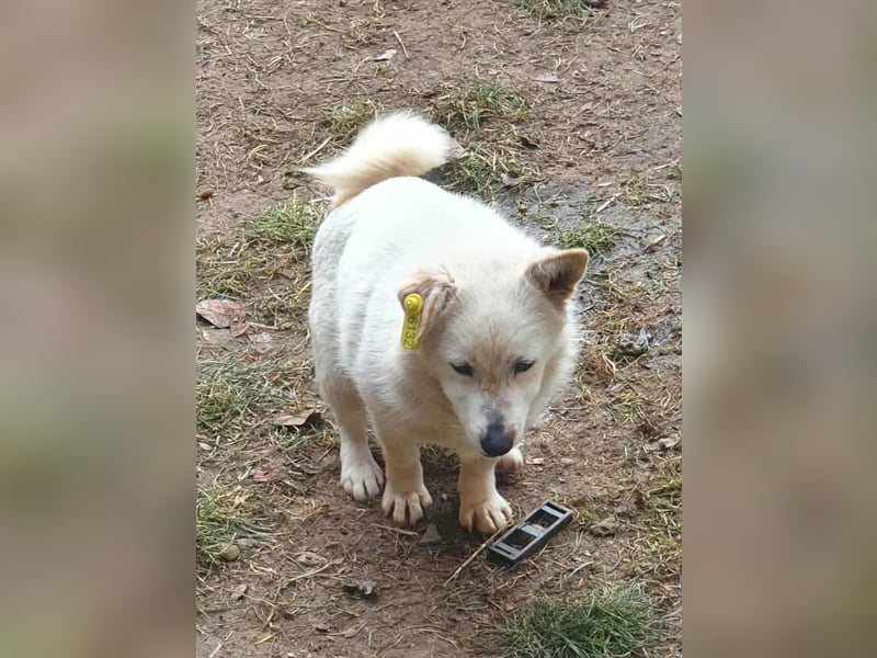 KJELL - gerettet aus Horror Tötung Slatina, Ostern'22