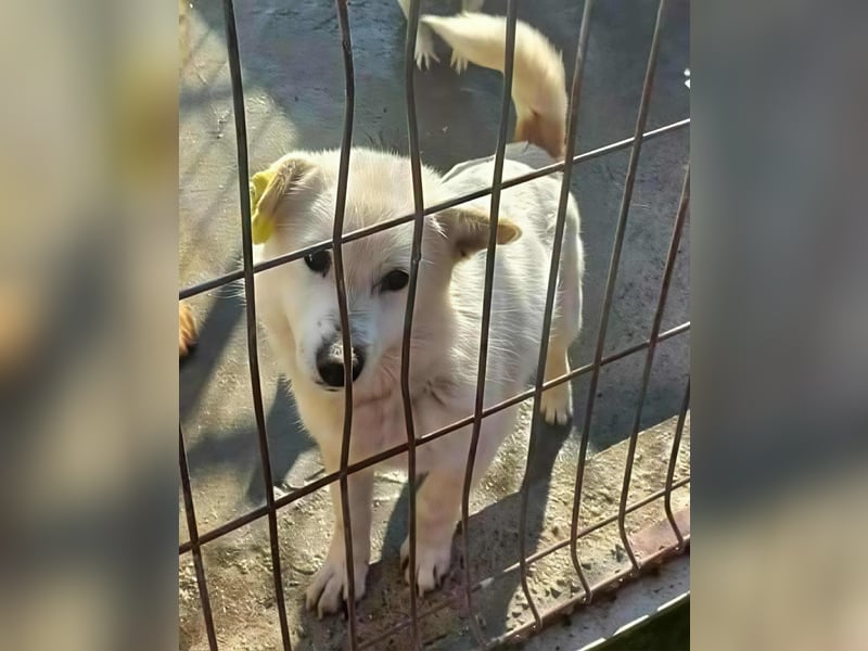 KJELL - gerettet aus Horror Tötung Slatina, Ostern'22 KJELL - gerettet aus Horror Tötung Slatina, Ostern'22