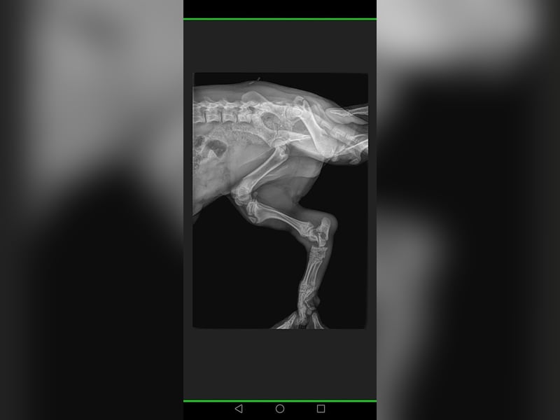 PomPom - Gefunden auf der Straße