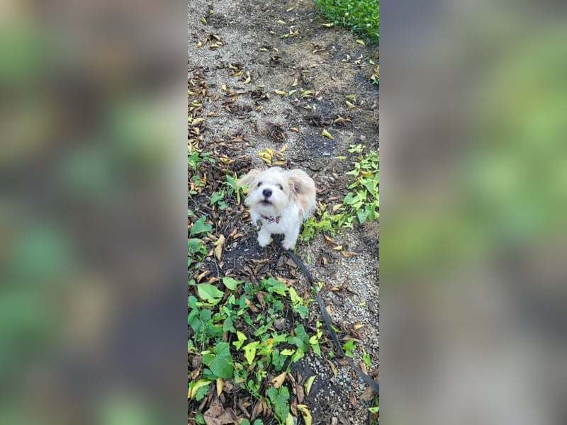 PomPom - Gefunden auf der Straße