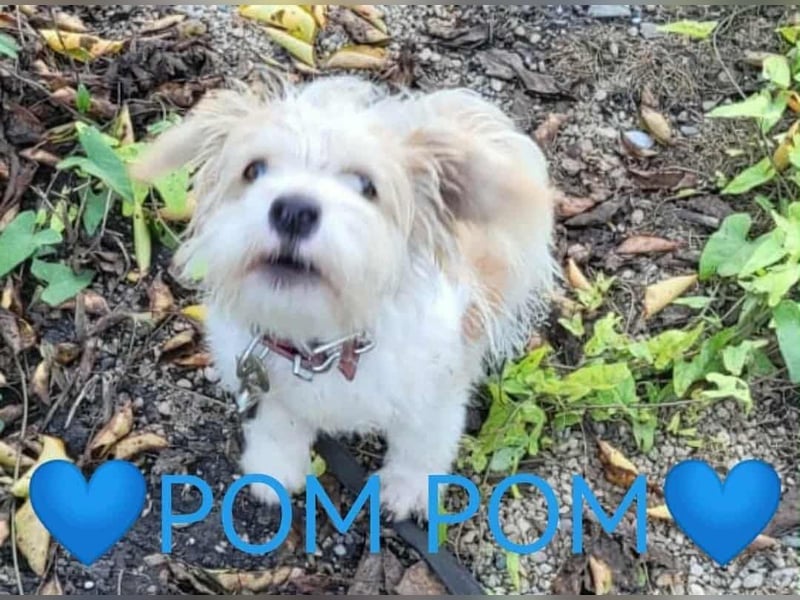 PomPom - Gefunden auf der Straße Rumäniens