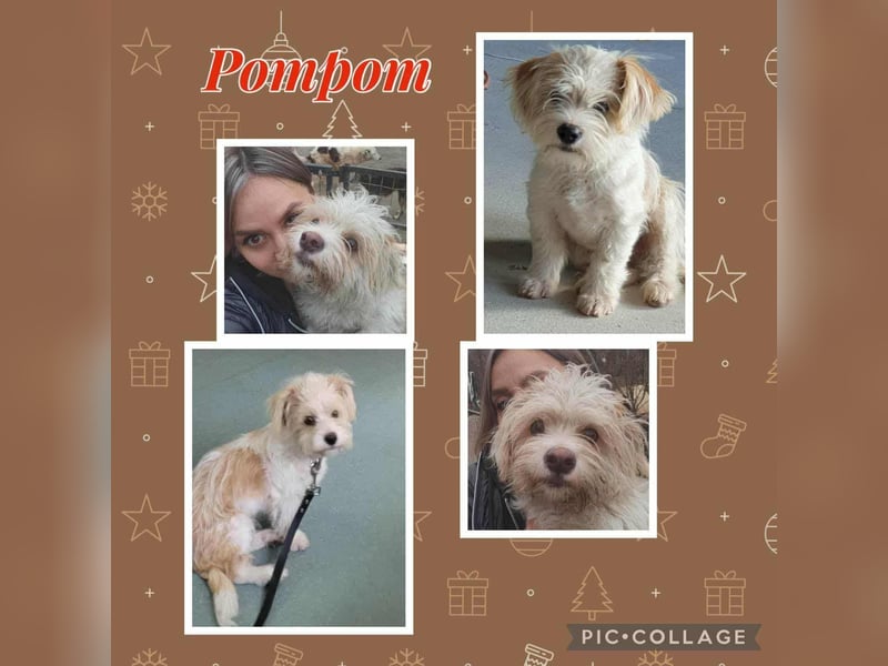 PomPom - Gefunden auf der Straße