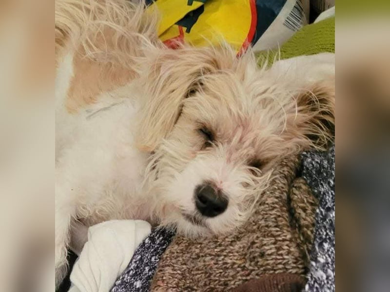 PomPom - Gefunden auf der Straße