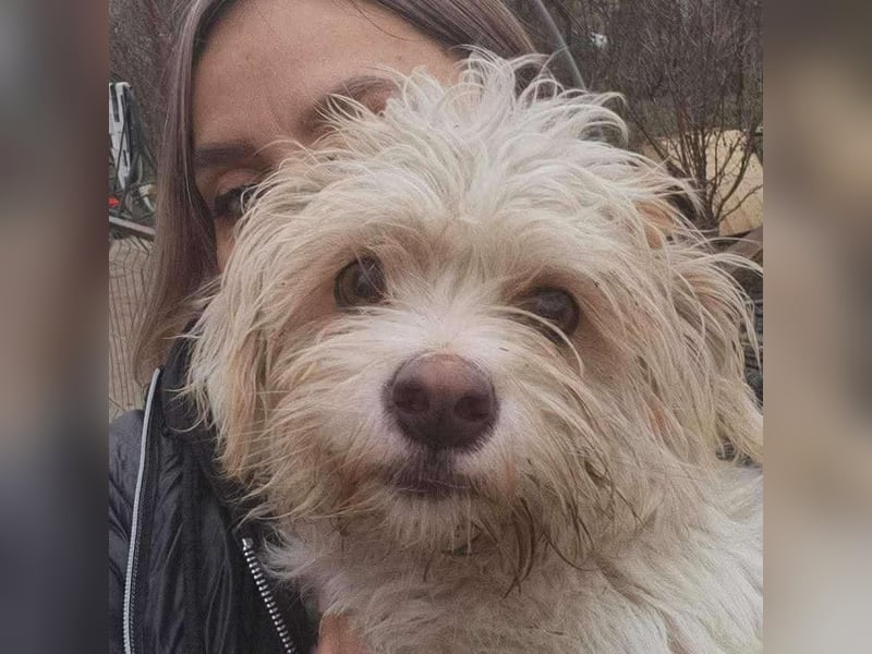 PomPom - Gefunden auf der Straße Rumäniens