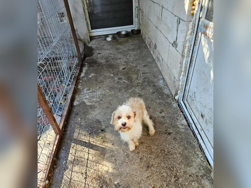 PomPom - Gefunden auf der Straße Rumäniens