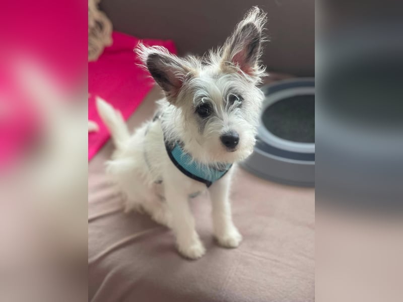 BUGSY - ist bereit für Abenteuer