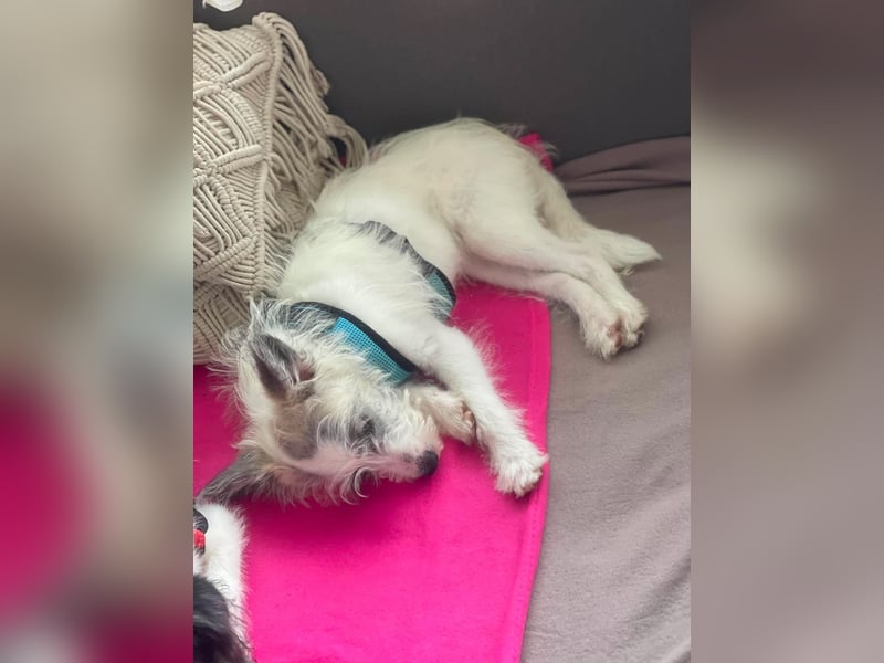 BUGSY - ist bereit für Abenteuer