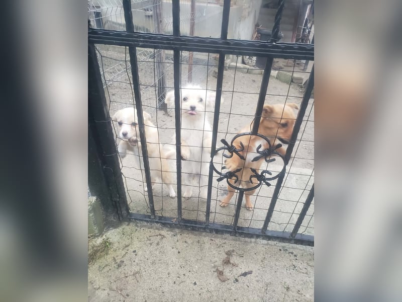 ZSA ZSA - kleine Zuckermaus