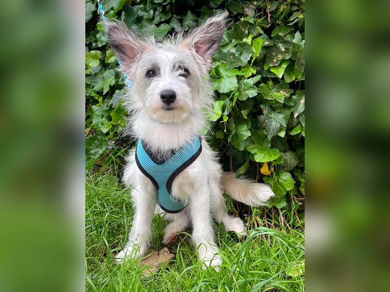 BUGSY - ist bereit für Abenteuer
