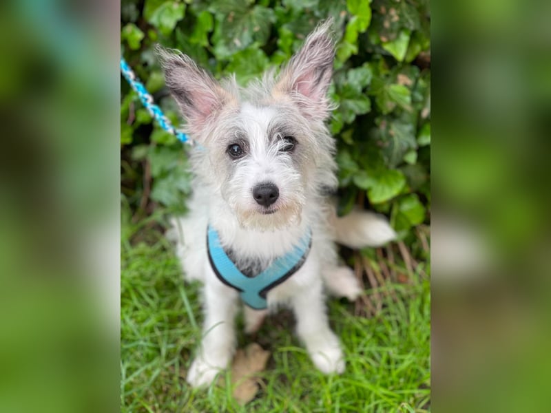 BUGSY - ist bereit für Abenteuer
