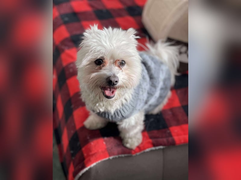 POPPY - Zuckerbub sucht seine Menschen