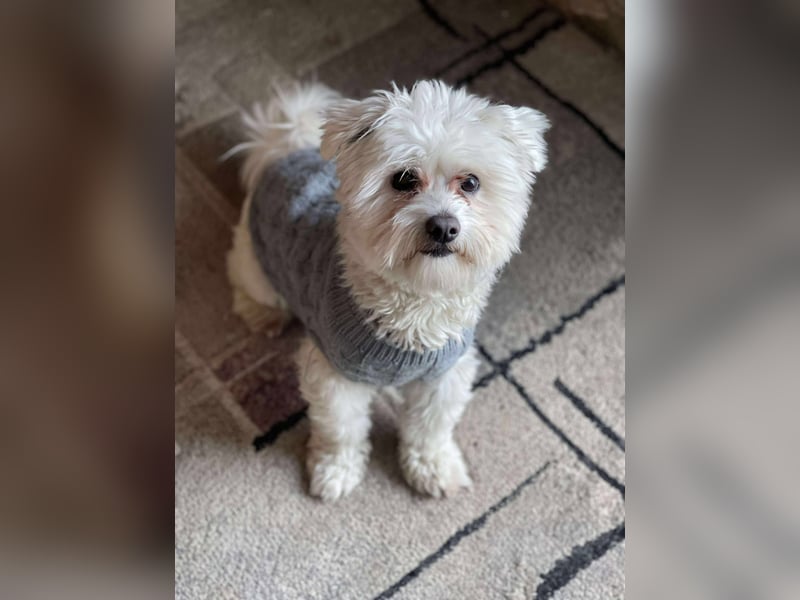 POPPY - Zuckerbub sucht seine Menschen