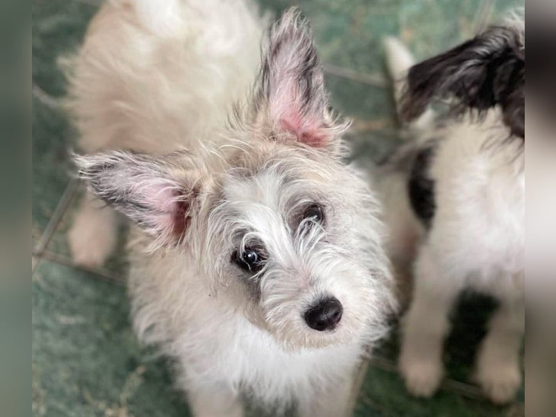 BUGSY - ist bereit für Abenteuer
