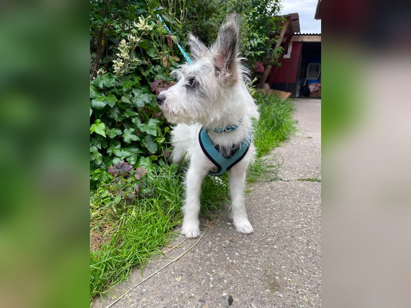 BUGSY - ist bereit für Abenteuer