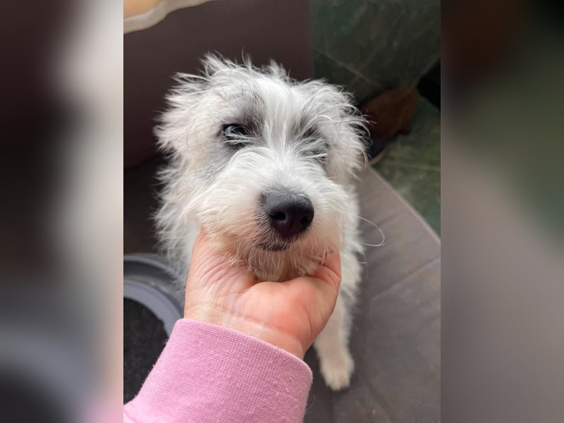 BUGSY - ist bereit für Abenteuer