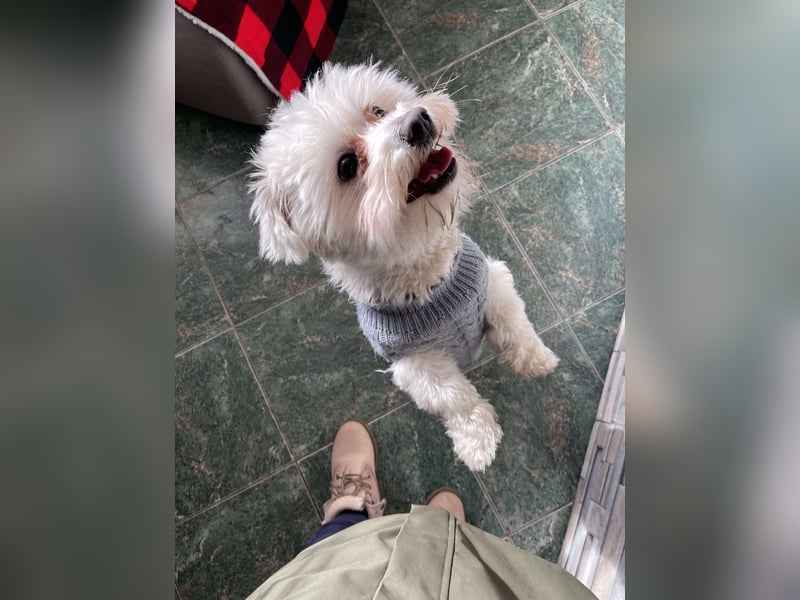 POPPY - Zuckerbub sucht seine Menschen