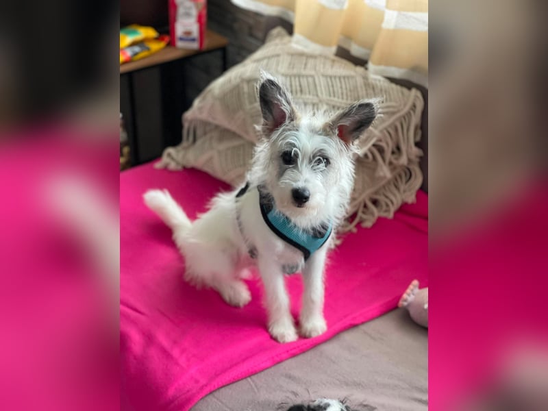 BUGSY - ist bereit für Abenteuer