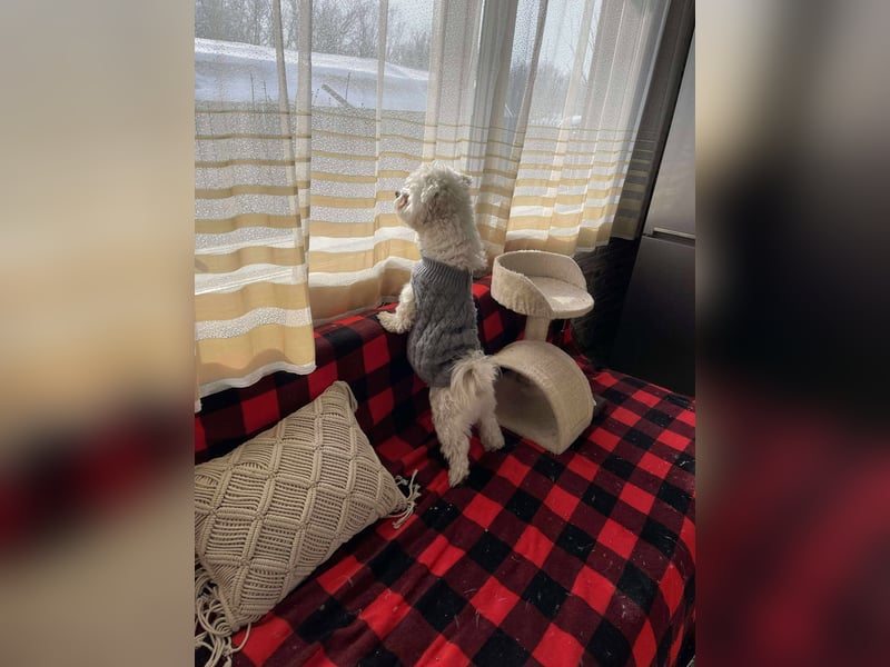 POPPY - Zuckerbub sucht seine Menschen