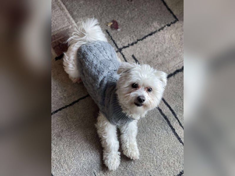 POPPY - Zuckerbub sucht seine Menschen