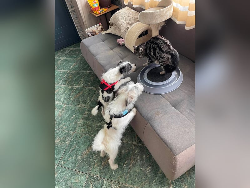 BUGSY - ist bereit für Abenteuer