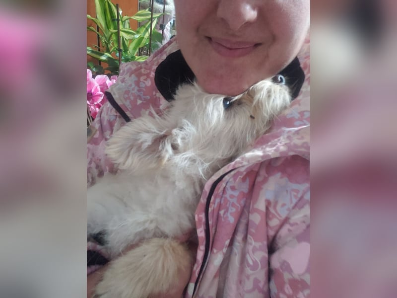 ZSA ZSA - kleine Zuckermaus