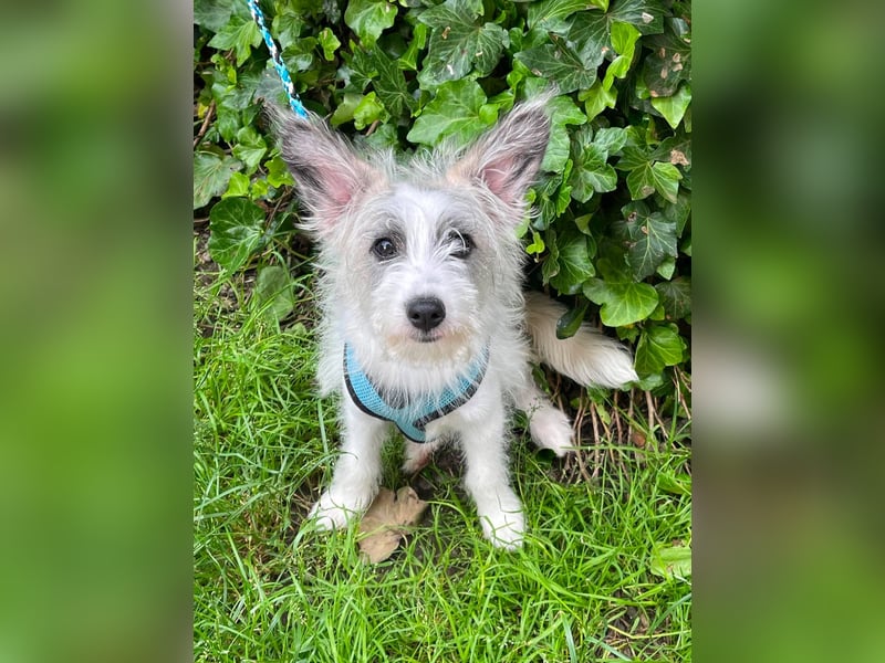 BUGSY - ist bereit für Abenteuer