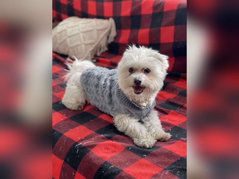 POPPY - Zuckerbub sucht seine Menschen