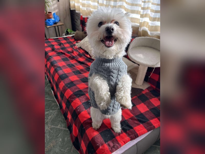 POPPY - Zuckerbub sucht seine Menschen