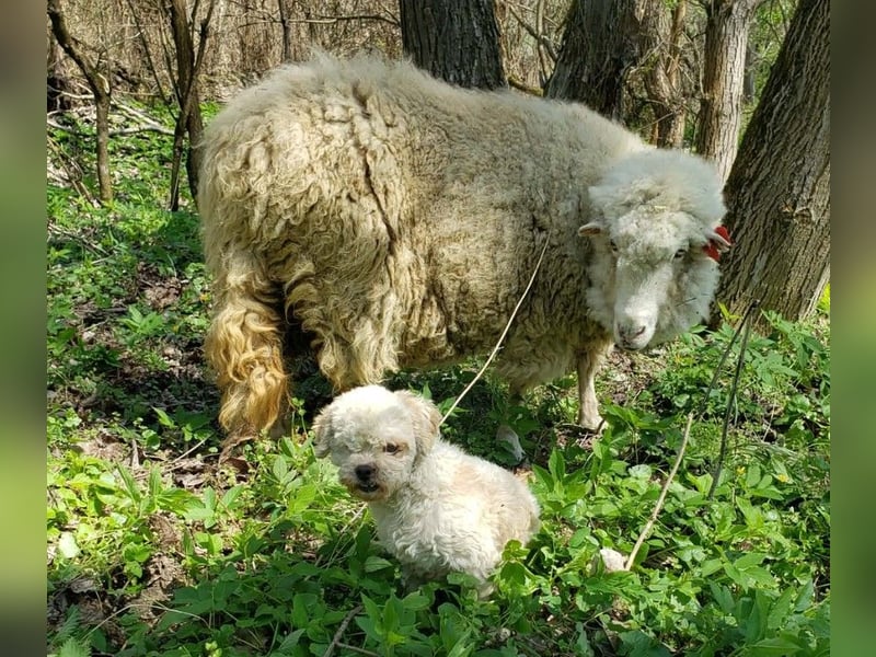 LINA - kleine Herzensdame