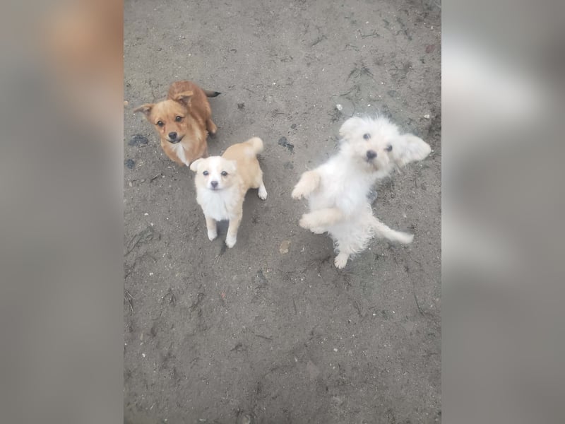 ZSA ZSA - kleine Zuckermaus