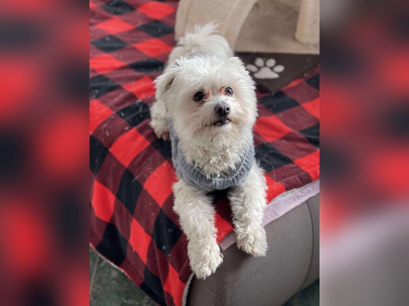 POPPY - Zuckerbub sucht seine Menschen