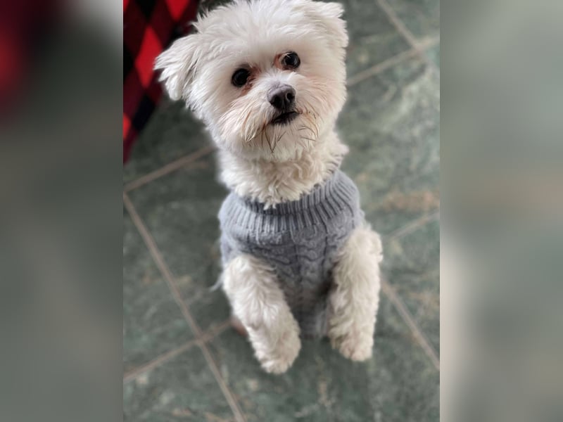 POPPY - Zuckerbub sucht seine Menschen