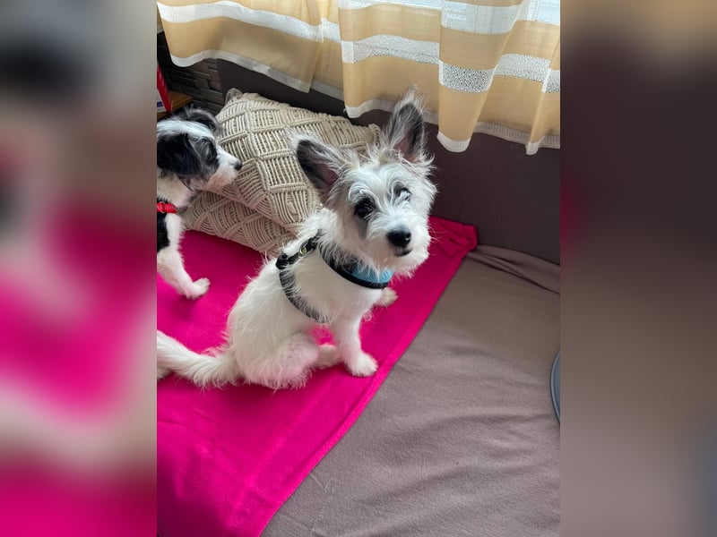 BUGSY - ist bereit für Abenteuer