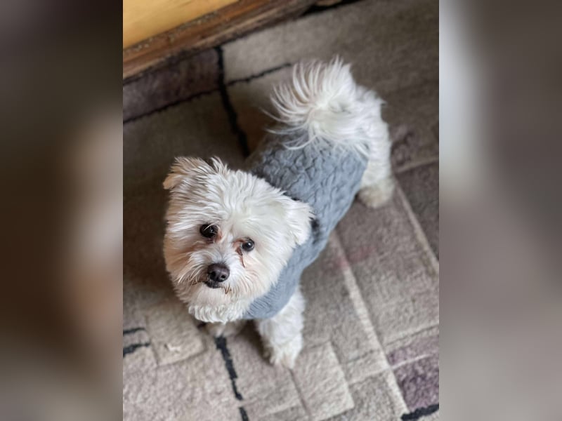 POPPY - Zuckerbub sucht seine Menschen