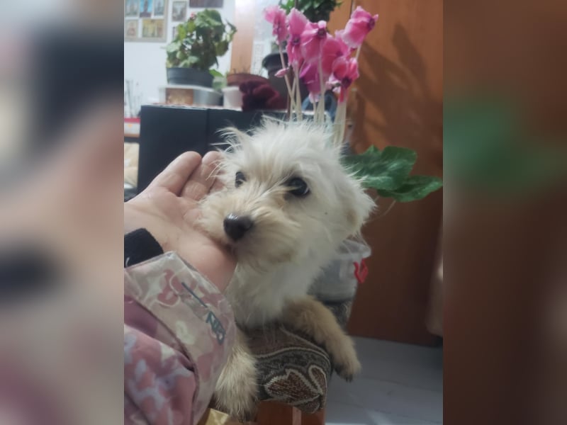 ZSA ZSA - kleine Zuckermaus