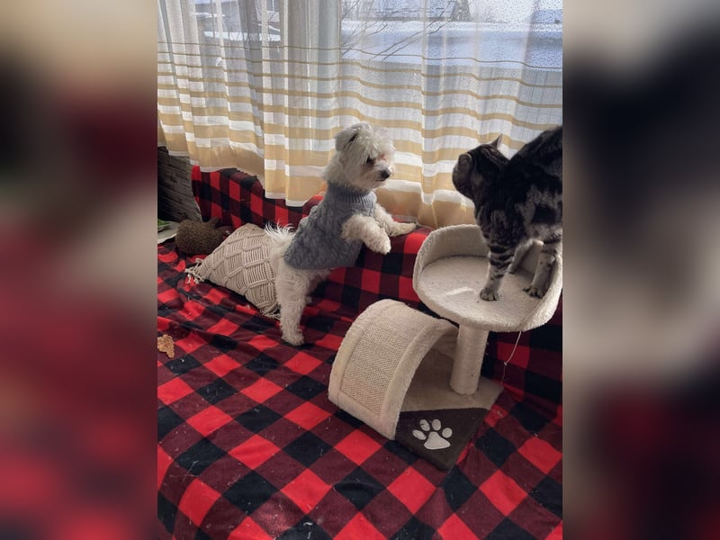 POPPY - Zuckerbub sucht seine Menschen