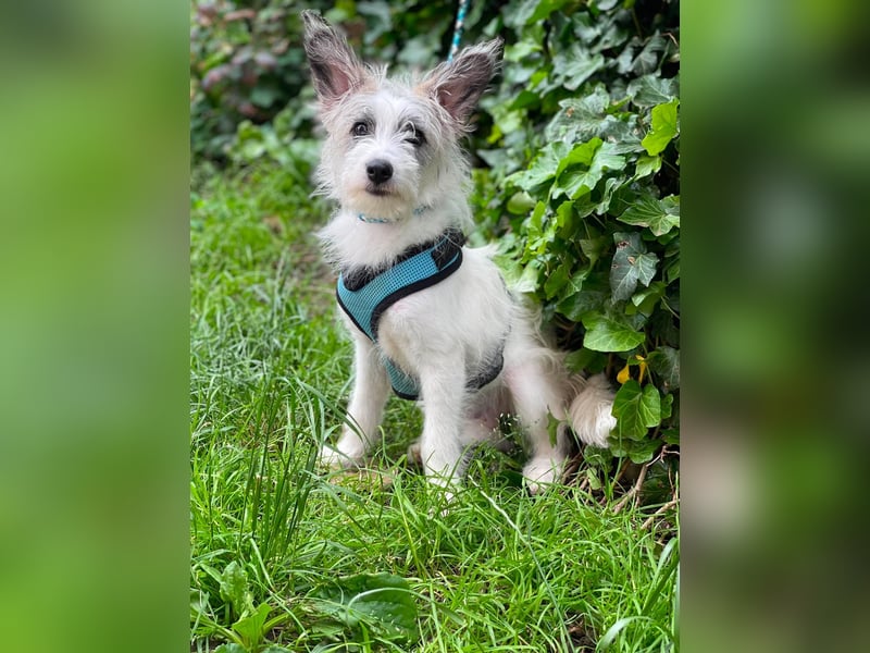 BUGSY - ist bereit für Abenteuer