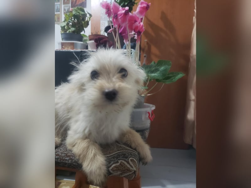 ZSA ZSA - kleine Zuckermaus