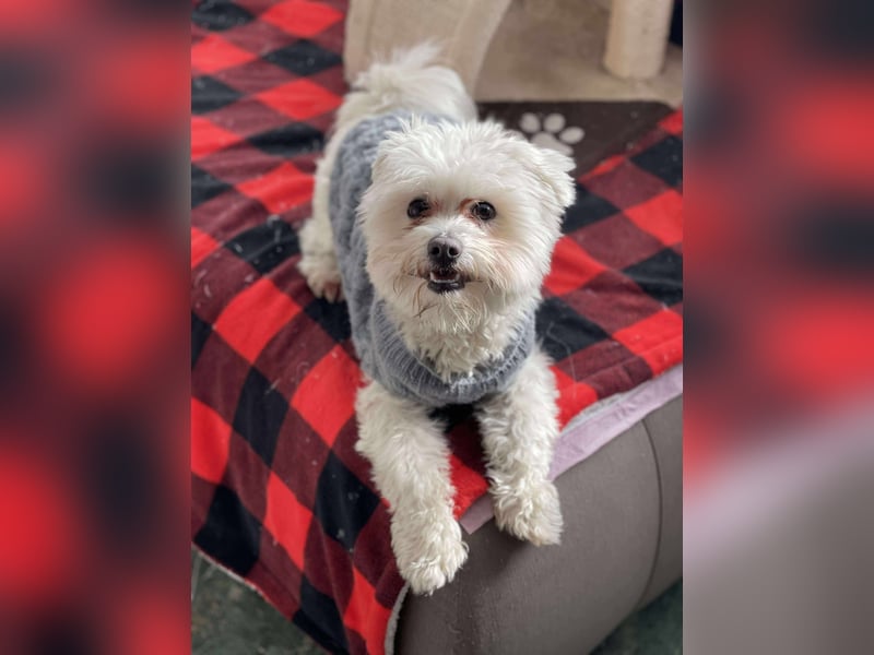 POPPY - Zuckerbub sucht seine Menschen