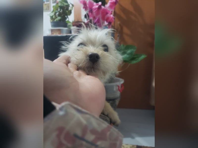 ZSA ZSA - kleine Zuckermaus