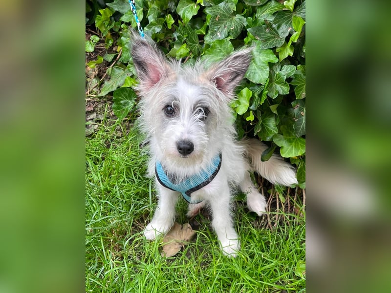 BUGSY - ist bereit für Abenteuer