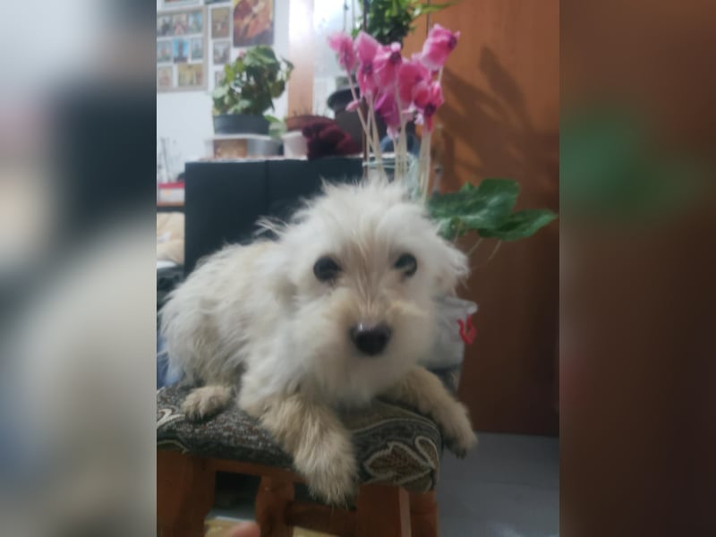 ZSA ZSA - kleine Zuckermaus