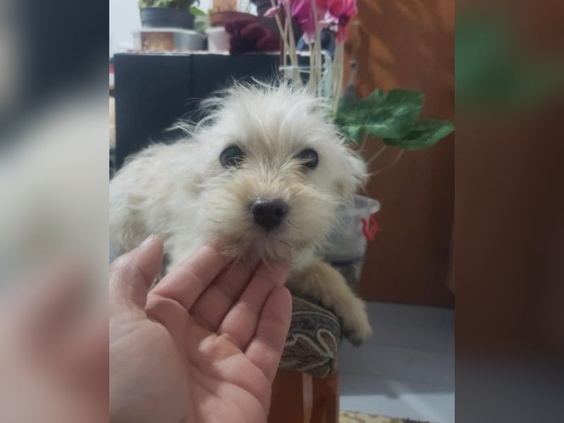 ZSA ZSA - kleine Zuckermaus